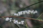 Acacia longissima