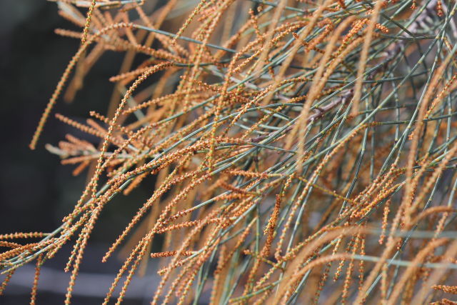 Allocasuarina distyla