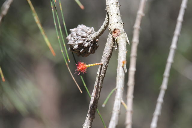 Allocasuarina torulosa