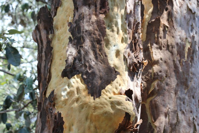 Angophora costata