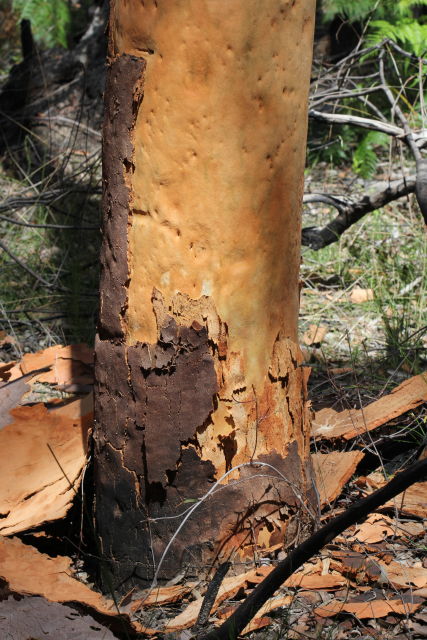 Angophora costata