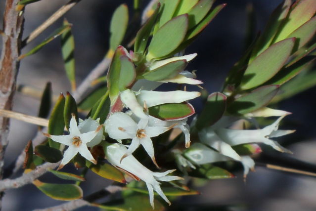 Brachyloma daphnoides