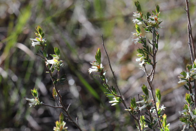Brachyloma daphnoides