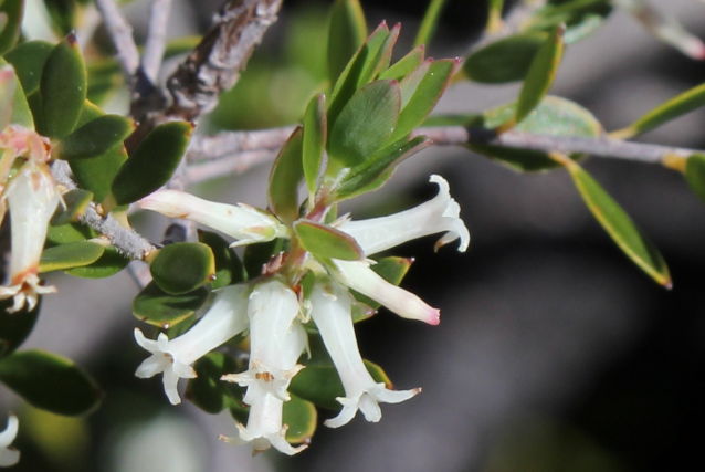 Brachyloma daphnoides