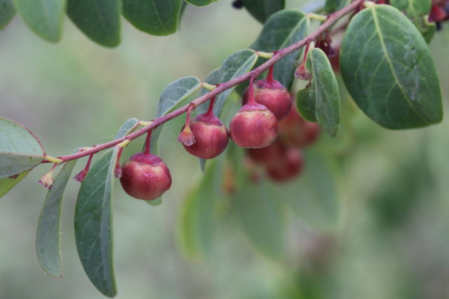 Breynia oblongifolia