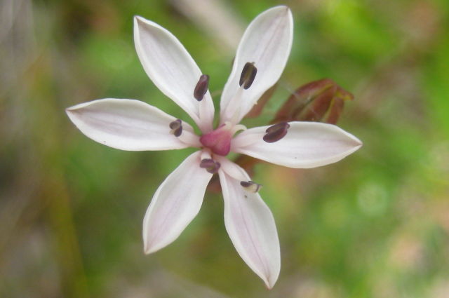 Burchardia umbellata