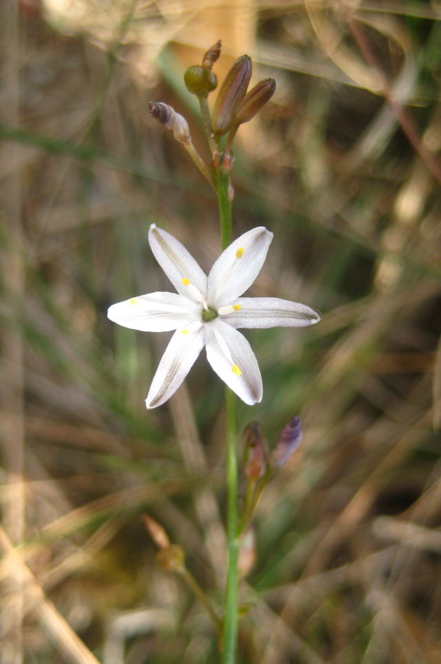 Caesia parviflora var. parviflora