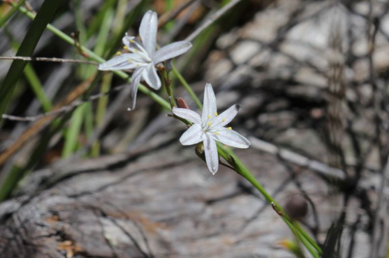 Caesia parviflora var. parviflora