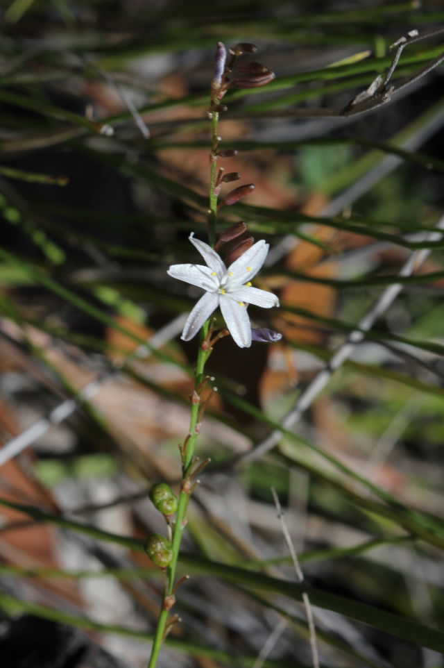 Caesia parviflora var. parviflora