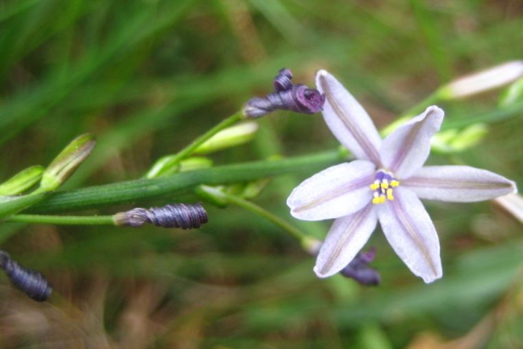 Caesia parviflora var. vittata