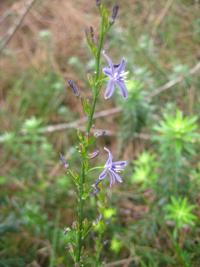 Caesia parviflora var. vittata