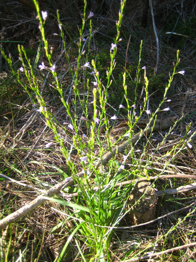 Caesia parviflora var. vittata