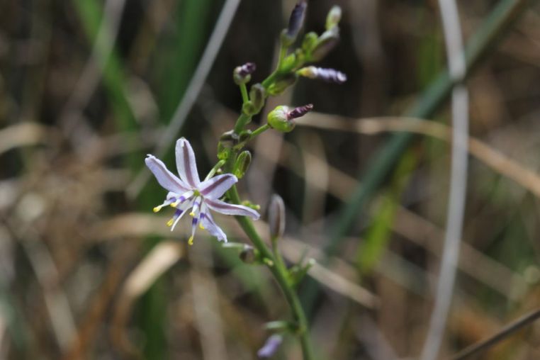 Caesia parviflora var. vittata