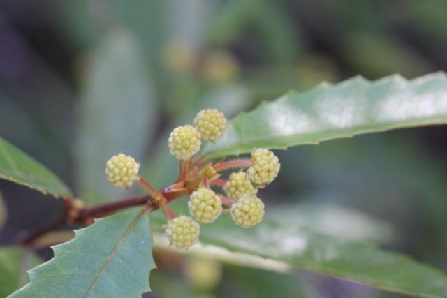 Callicoma serratifolia