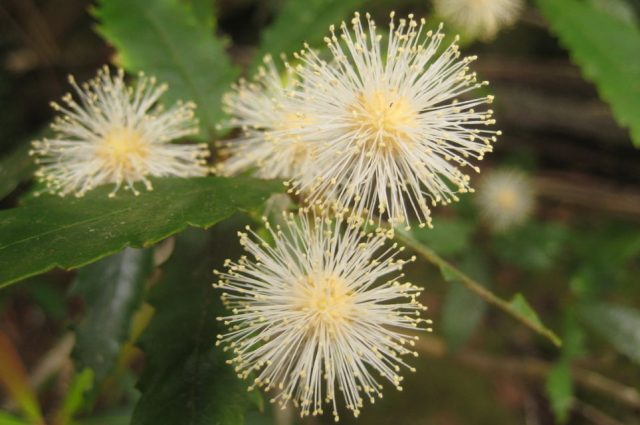 Callicoma serratifolia