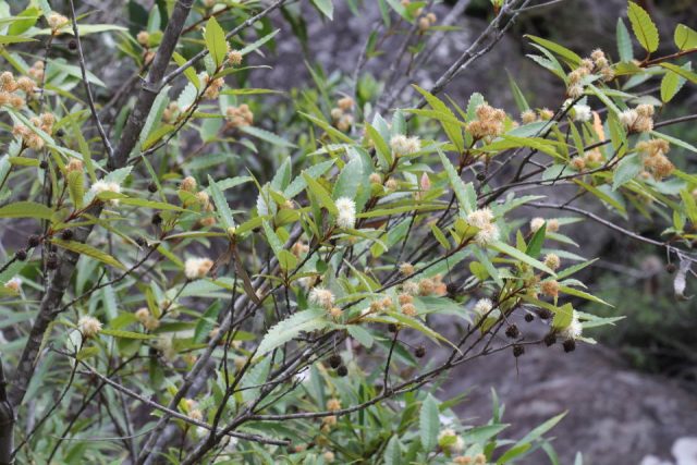 Callicoma serratifolia