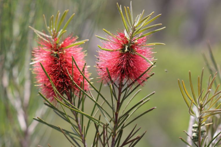 Callistemon linearis