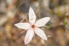 Calytrix tetragona