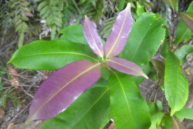 Ceratopetalum apetalum