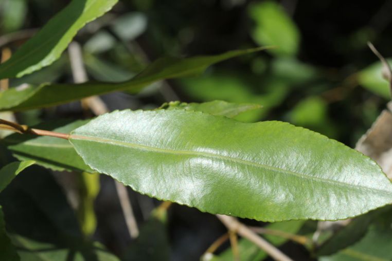 Ceratopetalum apetalum