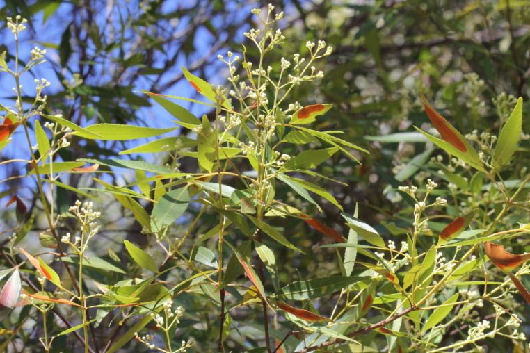 Ceratopetalum gummiferum