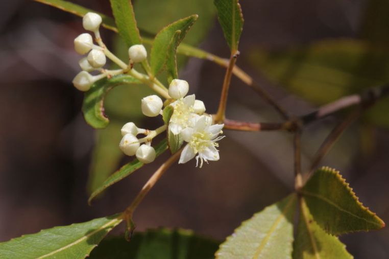 Ceratopetalum gummiferum