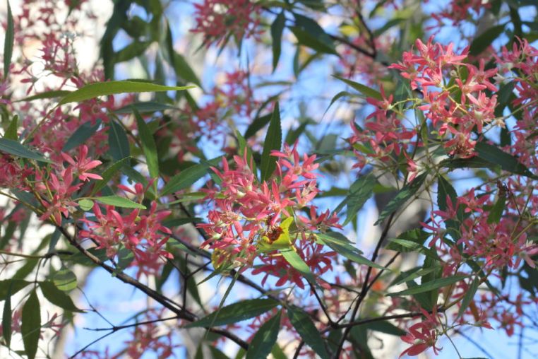 Ceratopetalum gummiferum
