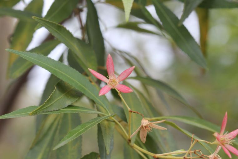 Ceratopetalum gummiferum