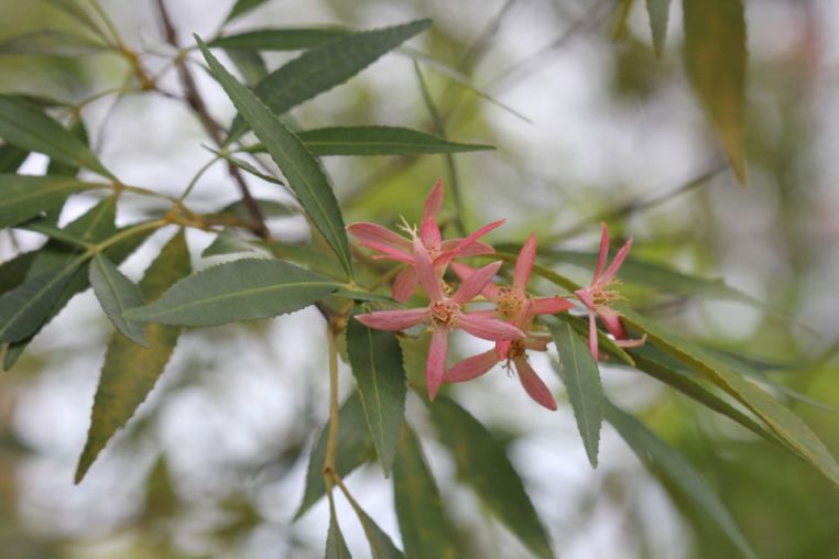 Ceratopetalum gummiferum