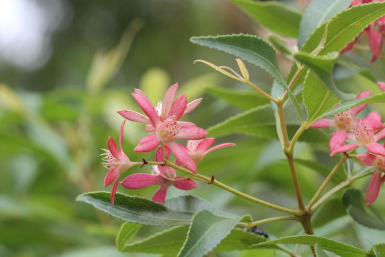 Ceratopetalum gummiferum
