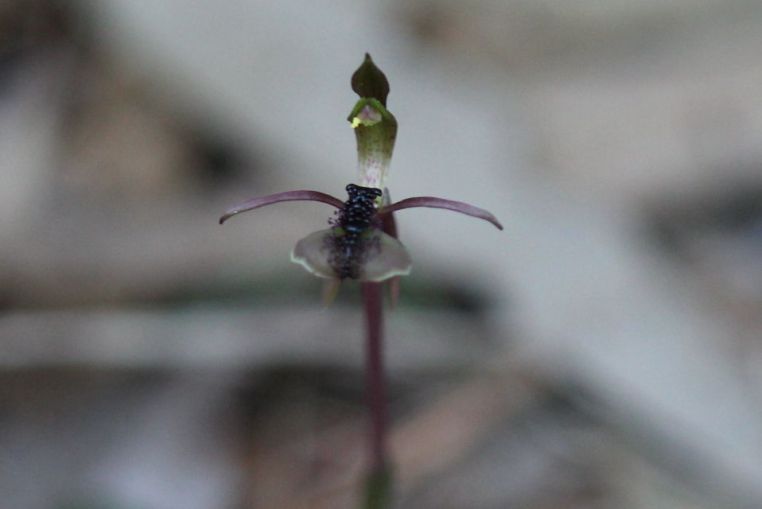 Chiloglottis formicifera