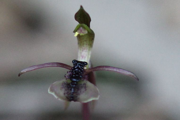 Chiloglottis formicifera