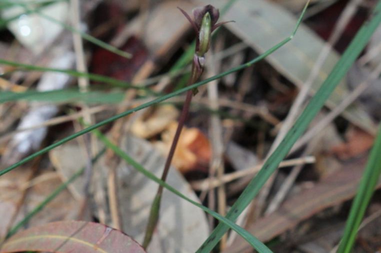 Chiloglottis formicifera