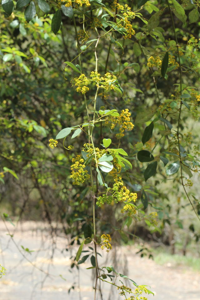 Cissus hypoglauca