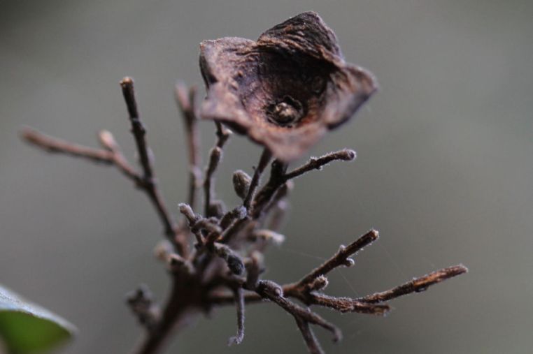 Clerodendrum tomentosum