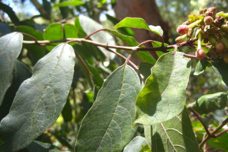 Clerodendrum tomentosum
