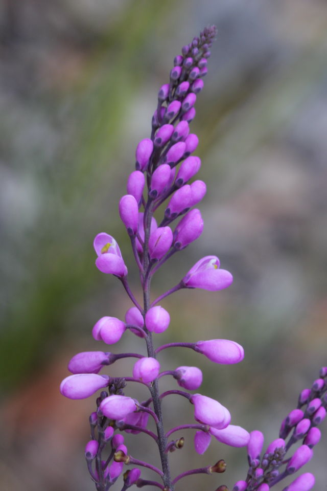 Comesperma ericinum
