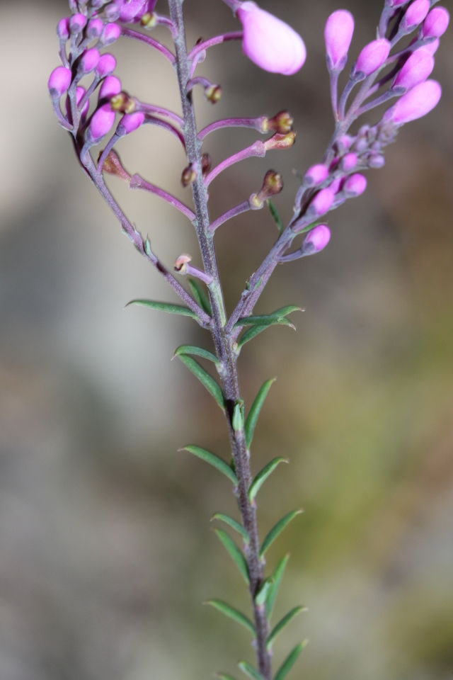 Comesperma ericinum