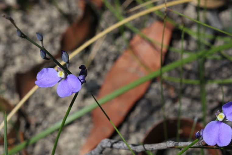 Comesperma sphaerocarpum