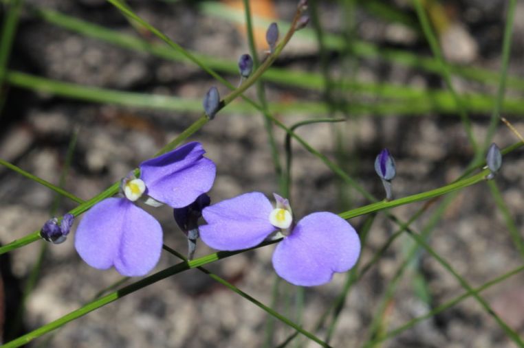 Comesperma sphaerocarpum
