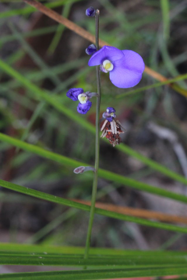 Comesperma sphaerocarpum