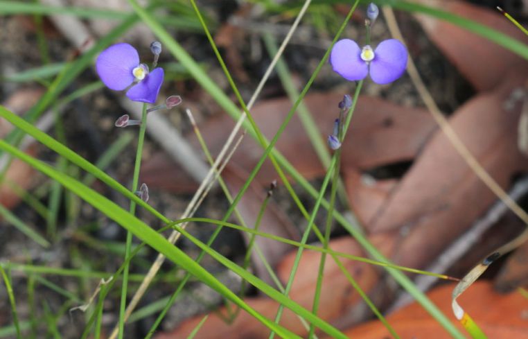 Comesperma sphaerocarpum