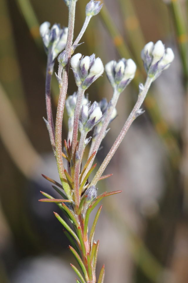 Conospermum ericifolium