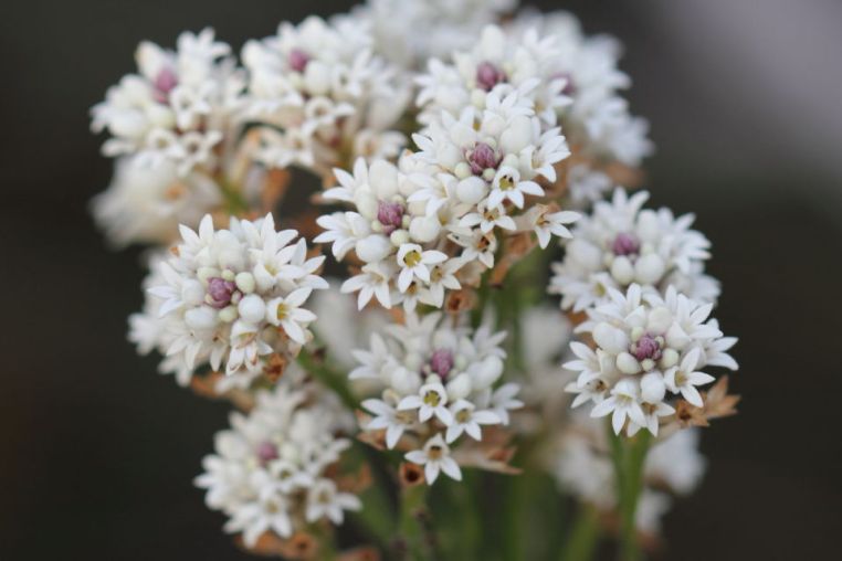 Conospermum ericifolium