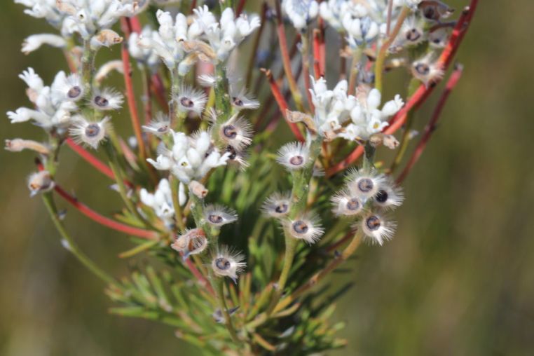 Conospermum ericifolium