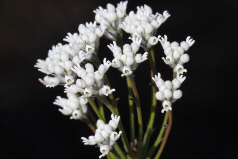 Conospermum ericifolium