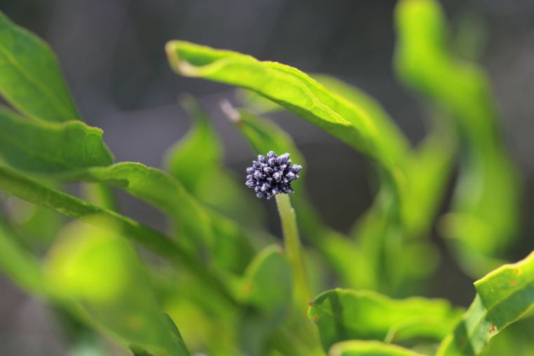 Conospermum longifolium