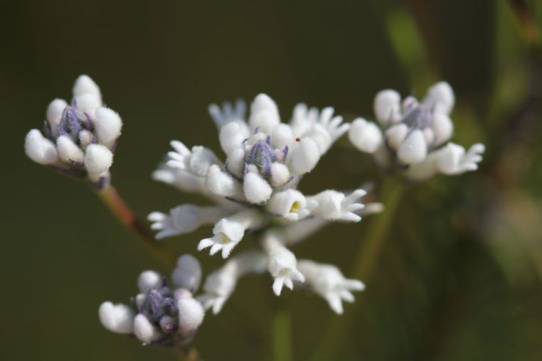 Conospermum longifolium