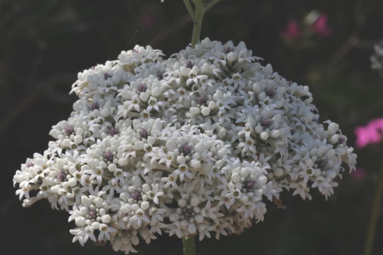 Conospermum longifolium