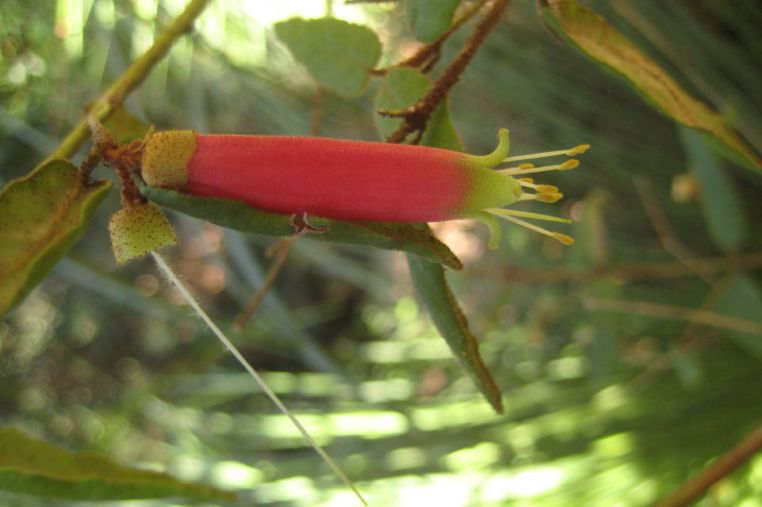 Correa reflexa